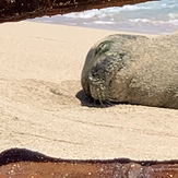 Hawaiian Monk Seal, White Plains Beach