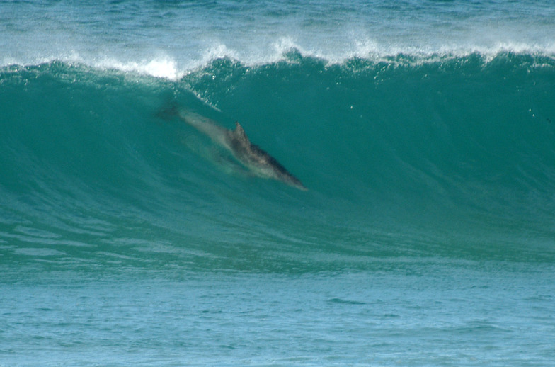 Surfboards adelaide on sale